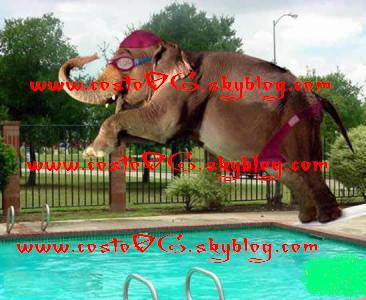 elephants